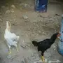 كوشامو فارسي قزم 