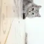 قط شيرازي 