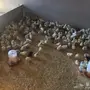 صوص للبيع بالحناكيه
