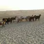 غنم للبيع السوم 170 الموقع النعيريه