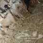 12 يتبعه 12 