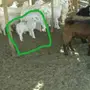 رخل داغر 