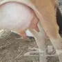بقرة