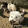 دواغير نعيم العدد 7 سته خرفان وحده رخل