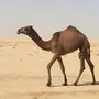 للبيع البكره الصفرا الكفو 
