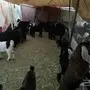 جفار للبيع العدد 47