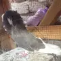 حمام للبيع 
