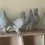 حمام شامي منوع اجواز منتجه وطيور كش  