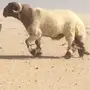 جذع صنف 