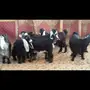 جفرات عوارض مقنوي للبيع 