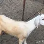القنفذة المظيلف 