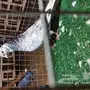 جوز قطيفي