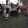 غنم موليد نعيم