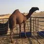بكره صفرا 
