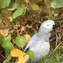 كاسكو هولندي 
