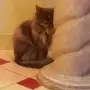 قطوه للتبني