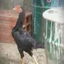 مزاد فارسي قزم كوشامو 