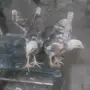 فروخ ياباني 