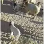 نعيم وليد ومضاريع 