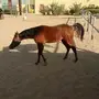 مهر عربي أصيل مسجل في الواهو
