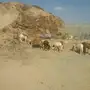 ضان سواكن للبيع 