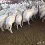 طليان وتيوس ورخال 