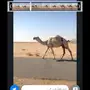 خلفه وضحا منيحه 
