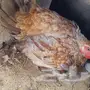 دجاج باكستاني