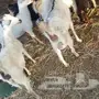 10 - 10 جفرات بيشيات  جذعات