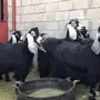 معزاء عوارض صنف 