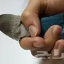 فشر - نوع الطيرفشر   الجنس