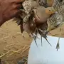 قطا للبيع 