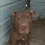 ذكر بيتبول 