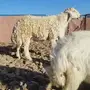 فحل رباع.