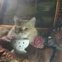 قطة طالبة تزواج 