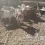 غنم للبيع 