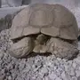 سلحفاة ضخمه للبيع بريه سليمه