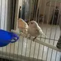 زوج كناري هولاندي 