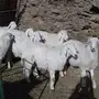 طليان