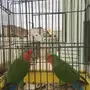 روز اخضر