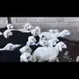 طليان للبيع