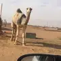 قعود ولداليورو