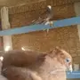 طبتين جاوا للبيع