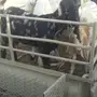 جفار العدد 9مهجنات هولنديات