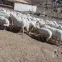 خميس مشيط 