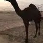 الشرقيه - قعود مفرود  مجهم  