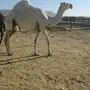 جدعه مجسر من ا باعر الأمير مشعل الله يرحمو 
