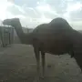 ناقة حمراء