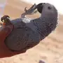 كاسكو هدد 