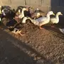 بكيني 